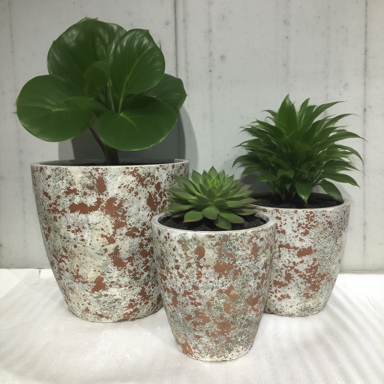 Laatste bedrijfsblogs Cement bloempotten. Plant natuurlijke wildernis tot leven.