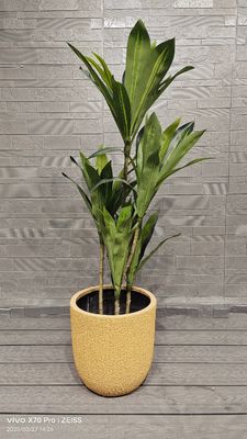 kopen Gele Honingmeloen Schilpatronen Ronde Vezelklei Planter Tuinen Landschapsproject online manufacture