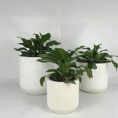 Lichte tuinbetonplanters voor binnen- en buitenversiering